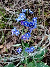 Image result for Rhipidoglossum delepierreanum