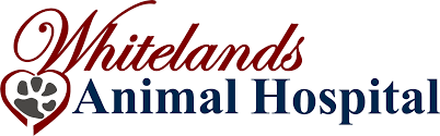 Последние твиты от affordable pet hosp (@affordablepetho). Whitelands Animal Hospital Pet Care That Comes From The Heart