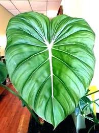 Tropische Zimmerpflanzen Grosse Tropische Zimmerpflanzen Grosse Blattpflanze Florals Beautifulhouseplants Big Leaf Plants Tropical House Plants Plants