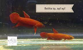 Home guides api reference changelog. Iven Betta Betta Sp Api Api Wild Caught Riau Facebook