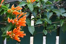 Honeysuckle flowers have a nostalgic fragrance and become stronger as dusk sets. 13 Trellis Plants Climbing Flowering Vines You Can Start Today Trees Com