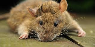 Ia bukan saja kotor tapi juga menggelikan. Cara Mengusir Tikus Dan Curut Dari Rumah Secara Aman Dan Ampuh Merdeka Com