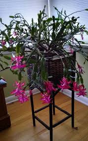 In order for those stunning flowers to appear, your cactus needs the right conditions. How To Care For Your Christmas Cactus