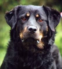 Weitere ideen zu rottweiler mischling, rottweiler, mischling. Pin Auf Dog Is God