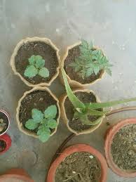 We Are Leading Jute Planter Bags Manufacturer Wholesaler And Exporter In Delhi Chennai Bangalore Hyderabad Ahmedabad J Plant Bags Plants Growing Plants