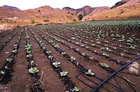 It does not need a diesel oil or a power grid. Water Pumps 1 000 Plant Drip Irrigation System Use It To Facebook