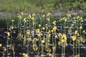 Kuvahaun tulos haulle bladderwort plant