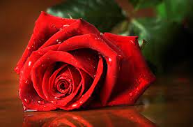 Check spelling or type a new query. Rose Hd Wallpapers Top Free Rose Hd Backgrounds Wallpaperaccess