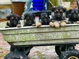 At myrtle beach koa, our camping sites offer an experience for every kind of camper. German Shepherd Puppies For Sale North Myrtle Beach Sc 323929
