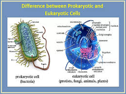 Ppt - Diffusion And Osmosis In Plant And Animal Cells Powerpoint  Presentation - Id:1974264