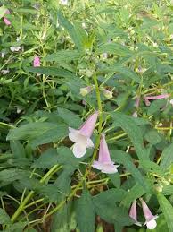 Image result for Sesamum angustifolium