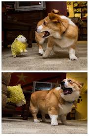 This Jumping Wall Climbing Sheep Is Freaking Otis Out Funny Animal Quotes Cute Funny Animals Animal Quotes
