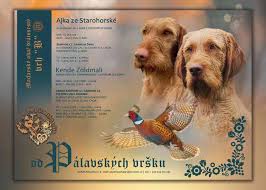 Image result for maďarský ohař drátosrstý