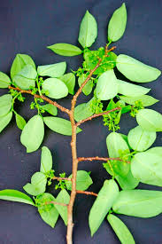 Image result for Margaritaria