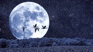 Hd Wallpaper Night Sky Moon Birds Moonlight Full Moon Mallards Fantasy Landscape Wallpaper Flare We have 76+ amazing background pictures carefully picked by our community. night sky moon birds moonlight full