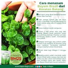 Bayam juga perlu mendapat pancaran sinar matahari yang cukup yang itu artinya bayam tidak bisa ditanam bersandingan dengan tanaman lain yang memiliki batang lebih tinggi. Baja Milagro Cara Menanam Pokok Bayam Brazil Dari Facebook