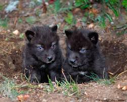 Black And Grey Wolf With Blue Eyes Cutie Pies Wolf Pup Baby Wolves Black Wolf
