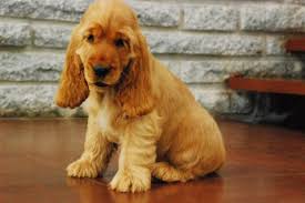 Download cocker spaniel images and photos. Cocker Spanial Puppies Cocker Spanial Puppies Sale Mumbai