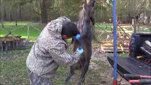 How To Field Dress Wild Pigs Skinning And Butchering Youtube
