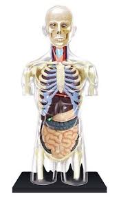 Description item:human organ model material:pvc size:app 28cm parts:15parts. 4d Human Anatomy Transparent Torso Model 4893409260689