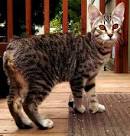 Desert Lynx Kittens for Sale - Big Spots Cattery