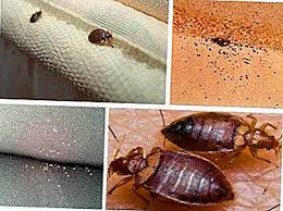 Dari manakah datang datangnya lintah darilah sawah turun turun ke kali darimanakah datang datangnya cinta dari mata ke hati. Jiran Bugs Bagaimana Untuk Melindungi Pangsapuri Anda Jika Anda Merangkak Di Mana Untuk Mengadu Dan Bagaimana Untuk Melindungi Rumah Dan Juga Sama Ada Untuk Menggerakkan Serangga Jika Mereka Tidak Dibuli Rumah
