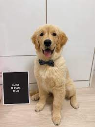 Oliber Is Now 16 Weeks Old Golden Retriever Puppy Photography Dogs Golden Retriever Golden Retriever