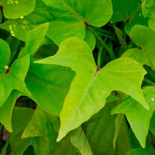 Image result for Ipomoea barteri