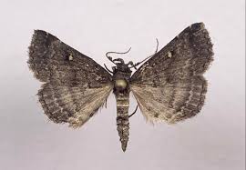 Image result for Mohria vestita