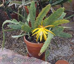 Find epiphyllum orchid cactus from a vast selection of plants & seedlings. Epiphyllum Sp Orchid Cactus Leaf Cactus Toptropicals Com