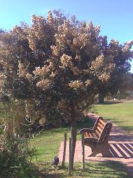 Image result for Tarchonanthus camphoratus