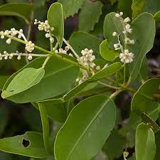 Image result for Scleria racemosa