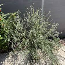 Image result for Gomphostigma