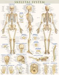 skeletal system poster laminated 9781423220671