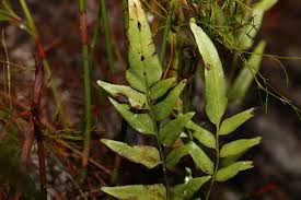 Image result for Lindsaea ensifolia