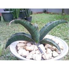 Image result for Sansevieria sinus-simiorum