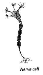 We did not find results for: Ncert Solutions For Class 8 Science Chapter 8 Cell Structure And Functions Ncert Books