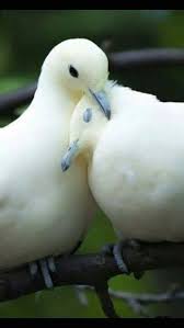 So Sweet Animals Beautiful Pet Birds Beautiful Birds