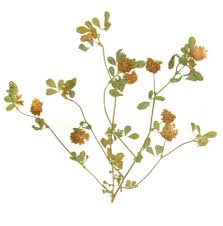 Image result for Trifolium campestre