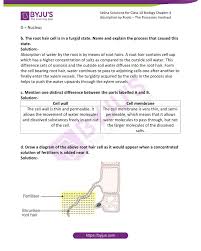 Another adaptation that they have is root hair cells have a large permanent vacuole. Selina Solutions Concise Biology Class 10 Chapter 4 Absorption By Roots The Processes Involved Available In Free Pdf