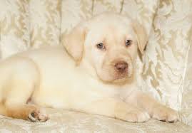 We did not find results for: Yellow English Labrador Retriever Puppies For Sale In Adrian Georgia Classified Americanlisted Com