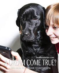 She's completely laid out a plan on how to convince your parents to get a dog at 7 years old. How To Convince Your Parents To Get A Dog Top Tips