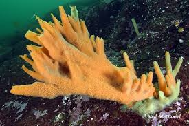 Image result for Isolepis costata