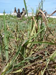 Image result for Eustachys