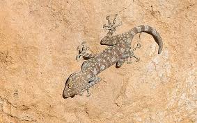 Image result for Daknopholis