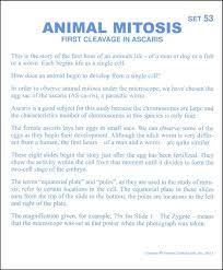 Microviewer lab animal cell mitosis. Animal Mitosis Microslide Lesson Set Supertek Scientific