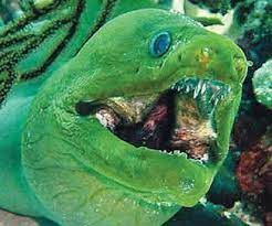 Moray eels, or muraenidae (/ˈmɒreɪ, məˈreɪ/), are a family of eels whose members are found worldwide. Alien Type Of Feeding In Marine Monster