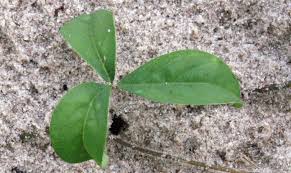 Image result for Crotalaria pisicarpa