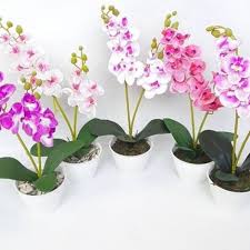Di china, bunga anggrek sangat terkenal karena kemampuannya yang bisa menyembuhkan banyak penyakit. Bunga Anggrek Plastik Murah Lazada Indonesia