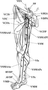 Superficial Veins Of The Lower Limb Ventral Aspect A Vdp Arcus Download Scientific Diagram
